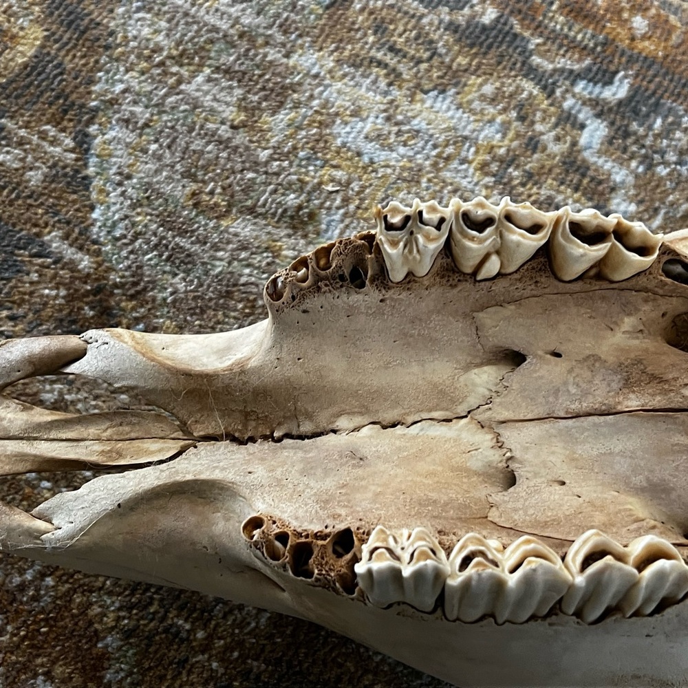 Bull skull - Picture 7 of 8